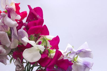 bunch of sweetpeas with copyspace to the right