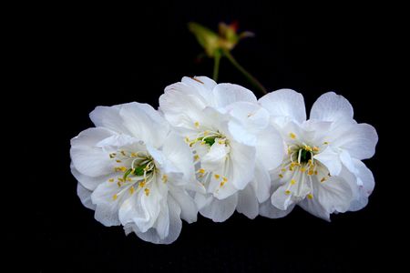 white cherry blossom over a dark backgroundの写真素材