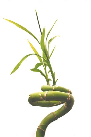 bamboo plant isolated over a white backgroundの写真素材