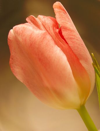 peach colored tulipの写真素材