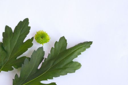 leaves and flower with copy spaceの写真素材