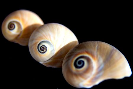 three shells in a row isolated on blackの写真素材