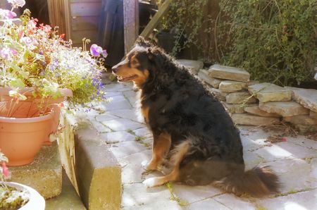 dog studying flowersの写真素材