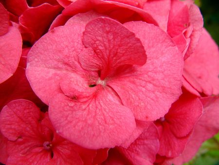 hydrangea macro shotの写真素材