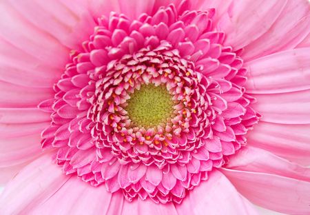 centre of a pink zinnia flowerの写真素材