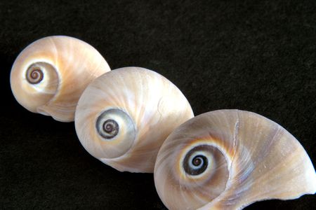 three shellsの写真素材