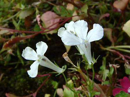 white lobeliaの写真素材