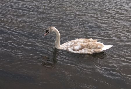 cygnet swan on the lakeの写真素材
