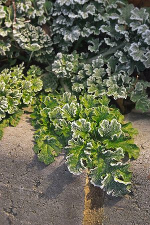 frost on a plantの写真素材
