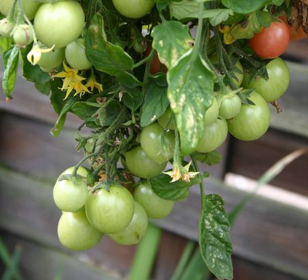 tom thumb tomatoesの写真素材