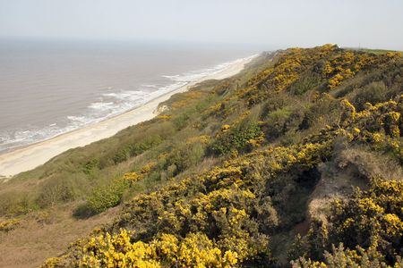 coastal scene of gorse growing on the cliff edgeの写真素材