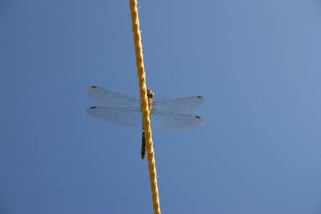 a dragon fly has settle on a clothes line set against the blue skyの写真素材