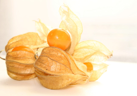 fresh physalis fruit still in their pod casesの写真素材
