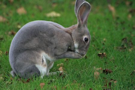 wild bunny cleaning its face after eatingの写真素材