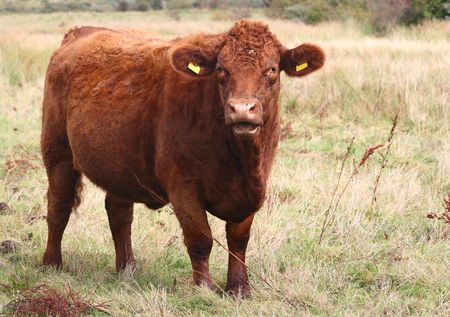 closeup of a cows headの写真素材