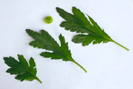 geranium leaves and small green flower over whiteの写真素材