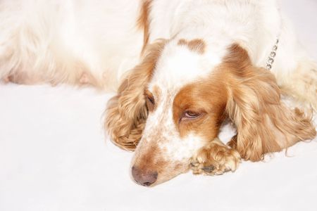 cocker spaniel laying down on a light backgroundの写真素材