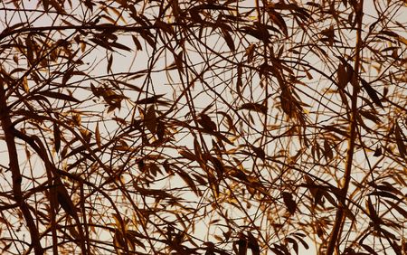 background of leaves still on the treeの写真素材