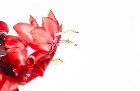 details of a christmas cacti against a light backgroundの写真素材