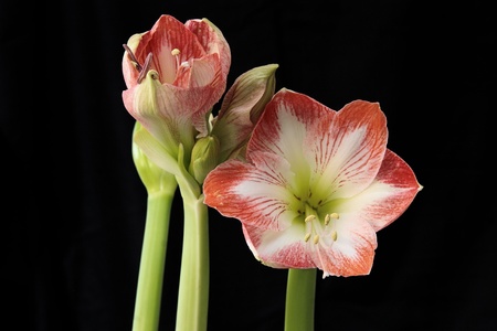 Amaryllis flowers showing the detail of the flower and stamen with pollenの写真素材