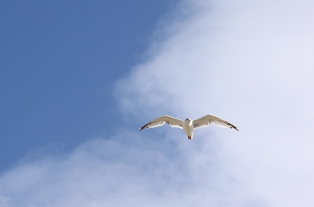 seagull in flight searching for its next meal