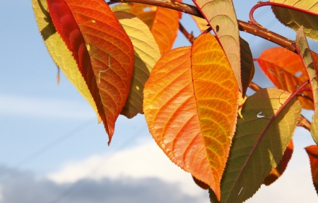 the beautiful colours of autumn on the leaves