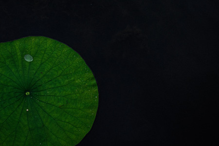 lily padの写真素材