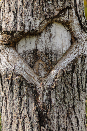 Heart shape wooden mark placed in the middle of an old bark treeの写真素材