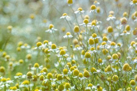 Chamomile. Flowering. Blooming chamomile field, Chamomile flowers on a meadow in summer.の写真素材