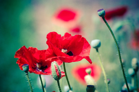 Flowers Red poppies blossom on wild field. Beautiful field red poppies with selective focus. soft light. Glade of red poppies. Toning.の写真素材