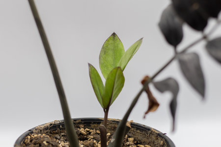 Close up of green leaves on a blurred background, Zamioculcas Zamiifolia Black, House plant - Zamioculcas Zamiifolia Black ZZ Plant Rare Aroid Air Purifierの写真素材