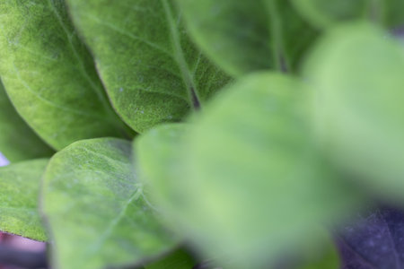 Close up of green leaves on a blurred background, Zamioculcas Zamiifolia Black, House plant -...