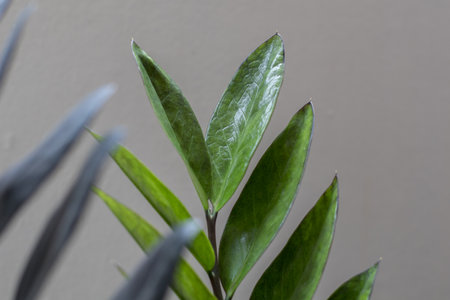 Close up of green leaves on a blurred background, Zamioculcas Zamiifolia Black, House plant - Zamioculcas Zamiifolia Black ZZ Plant Rare Aroid Air Purifierの写真素材