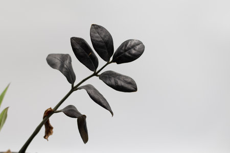 Close up of green leaves on a blurred background, Zamioculcas Zamiifolia Black, House plant - Zamioculcas Zamiifolia Black ZZ Plant Rare Aroid Air Purifierの写真素材