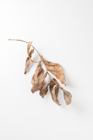 brown dry leaves isolated on white background.;の写真素材