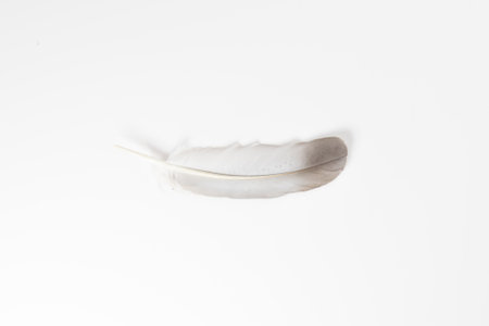 Beautiful feather on white background, natural bird feathers isolated on a white background, Single feather isolated on a light background.の写真素材