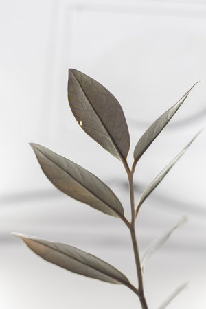 Close up of green leaves on a blurred background, Zamioculcas Zamiifolia Black, House plant - Zamioculcas Zamiifolia Black ZZ Plant Rare Aroid Air Purifierの写真素材