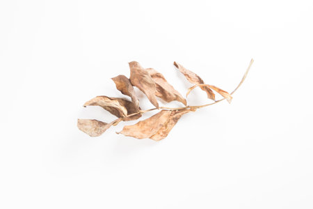 brown dry leaves isolated on white background.;の写真素材
