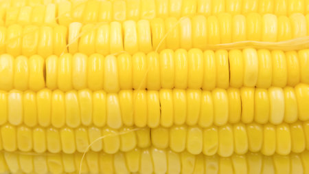 ear of ripe corn on white background, Seeds of sweet corn background.の写真素材