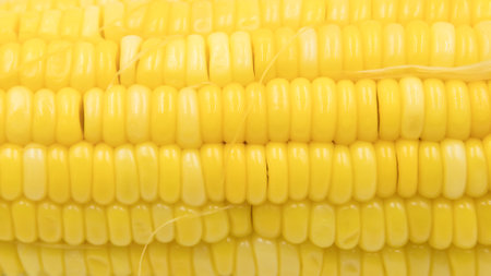ear of ripe corn on white background, Seeds of sweet corn background.の写真素材