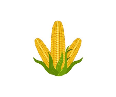 Real Corns vector - Real corns design vector eps formatのイラスト素材