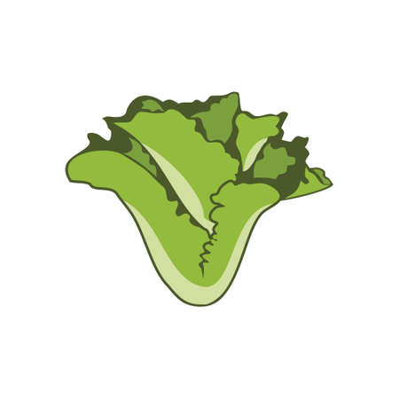 Vector of Lettuce salad design eps format, suitable for your design needs, logo, illustration, animation, etc.のイラスト素材