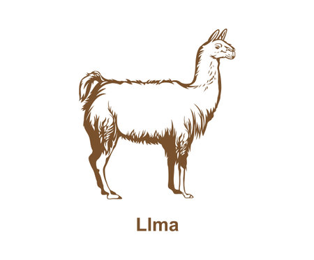 Realistic llama hand drawn designのイラスト素材