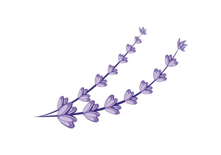 Lavender flower design illustration vector  format , suitable for your design needs, logo, illustration, animation, etc.のイラスト素材