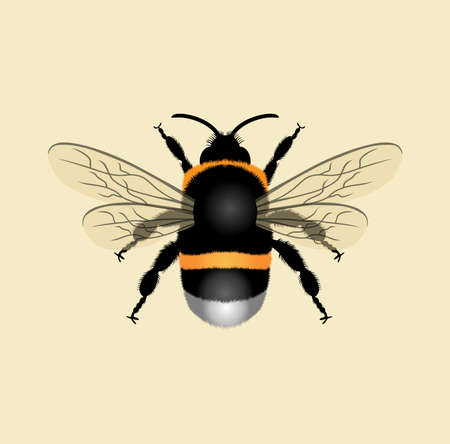 Realistic Bumblebee design illustrationのイラスト素材