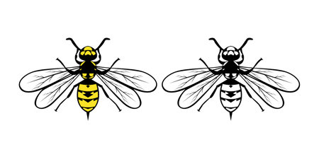 Yellow Jacket Design Illustrationのイラスト素材