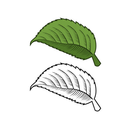 Hydrangea Leaf Design Illustration vector eps format , suitable for your design needs, logo, illustration, animation, etc.のイラスト素材