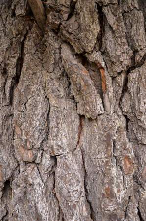 Wild wood surface texture aged realistic closeup