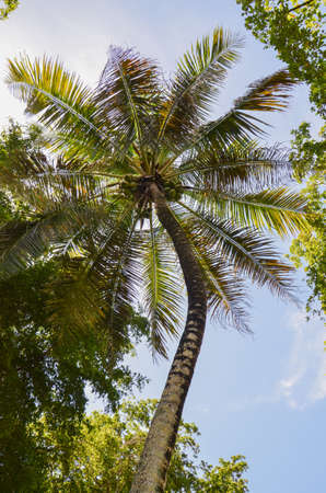 Tropical Palm tree with blue sky Backgroundの写真素材