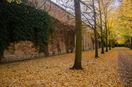 Beautiful Autumn gold foliage, forest background Landscapeの写真素材